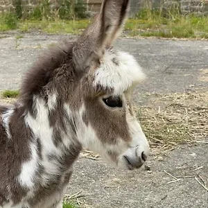 https://la-campagne-bretonne.inbrittany.com